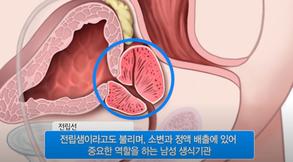 전립선 [내 몸 둘러보기]