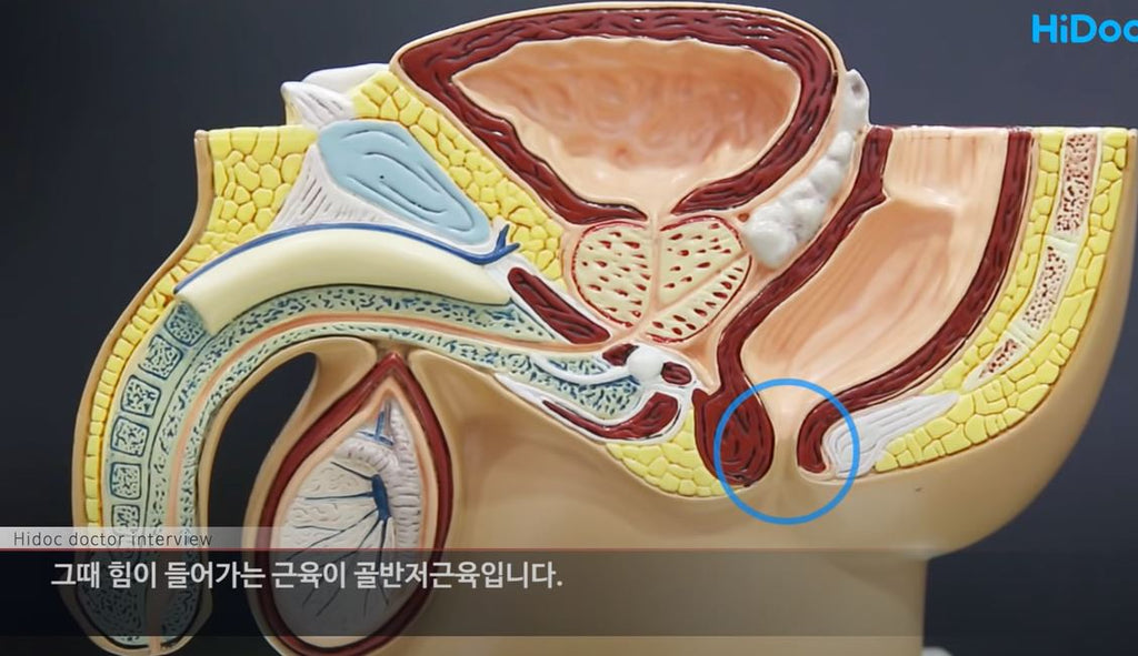 남녀 모두 효과적인 케겔운동법, ‘3·3’ 10번씩 하루 3회하기